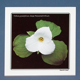 tile DS-125trillium  6767.jpg